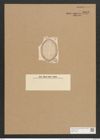 Cocconeis scutellum var. doljensis Pont. (de-Toni-Nr.: Genus 40, Species 1812) Zeichnungen Sammlung Grunow Nr. 3603 (NHMW-BOT-W0371198)